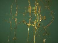 Potamogeton gramineus image