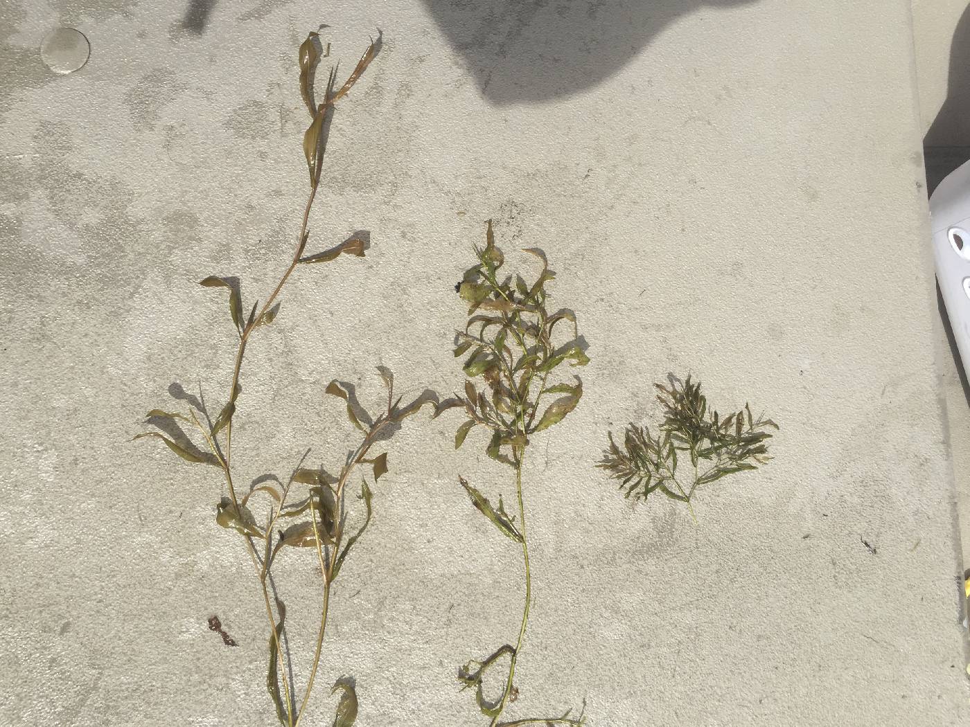 Potamogeton gramineus image