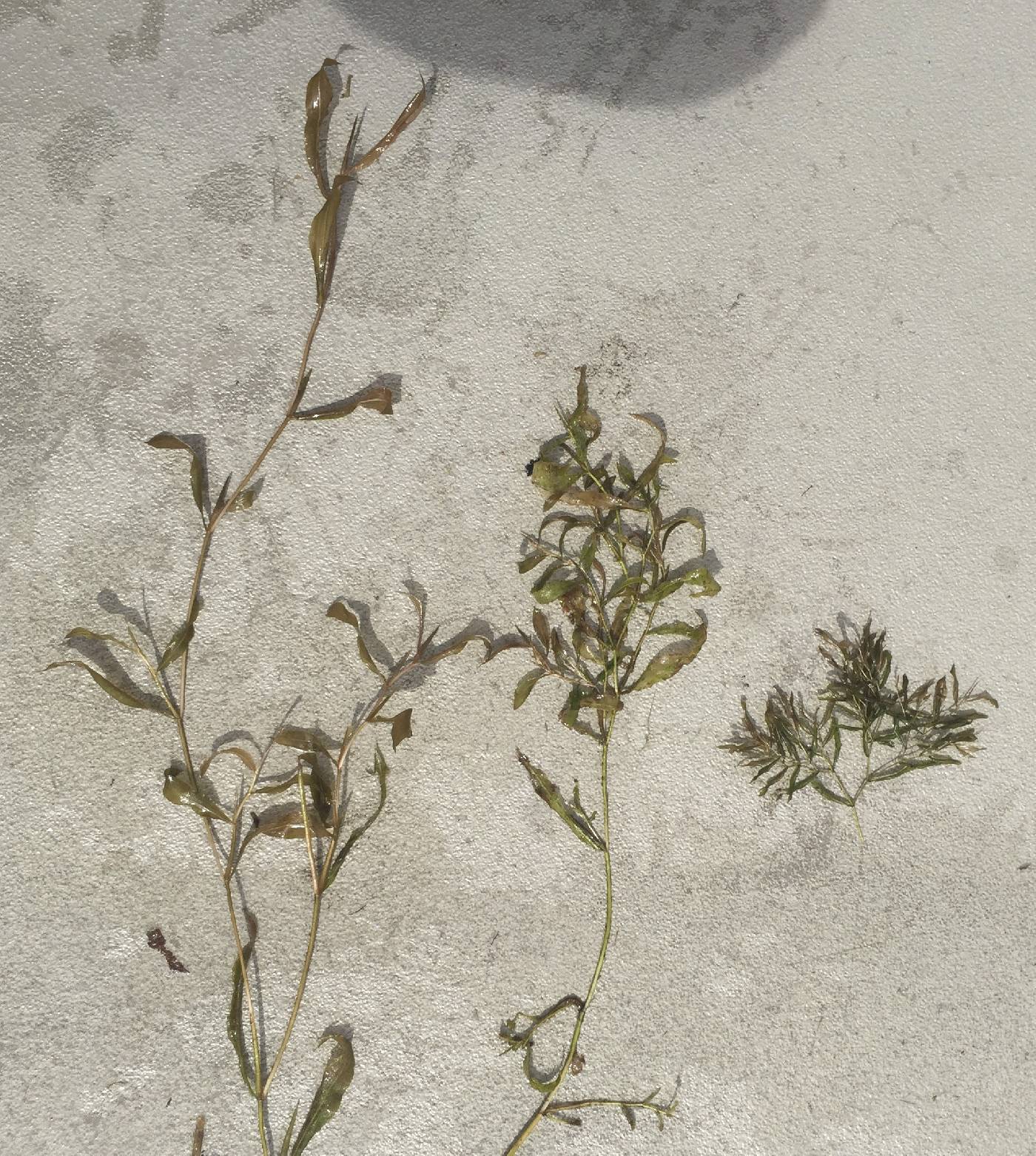 Potamogeton gramineus image