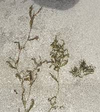 Potamogeton gramineus image