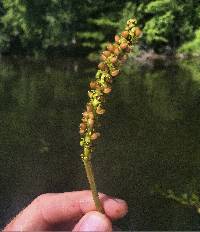 Potamogeton illinoensis image