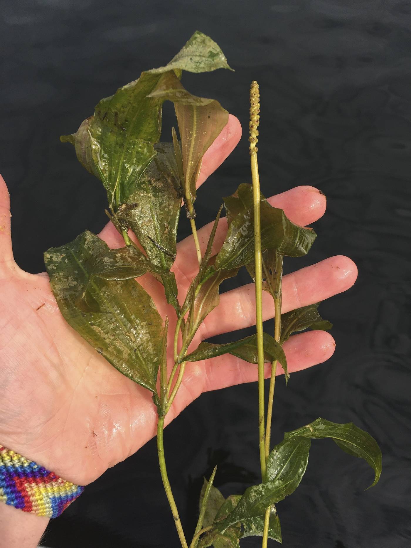 Potamogeton illinoensis image
