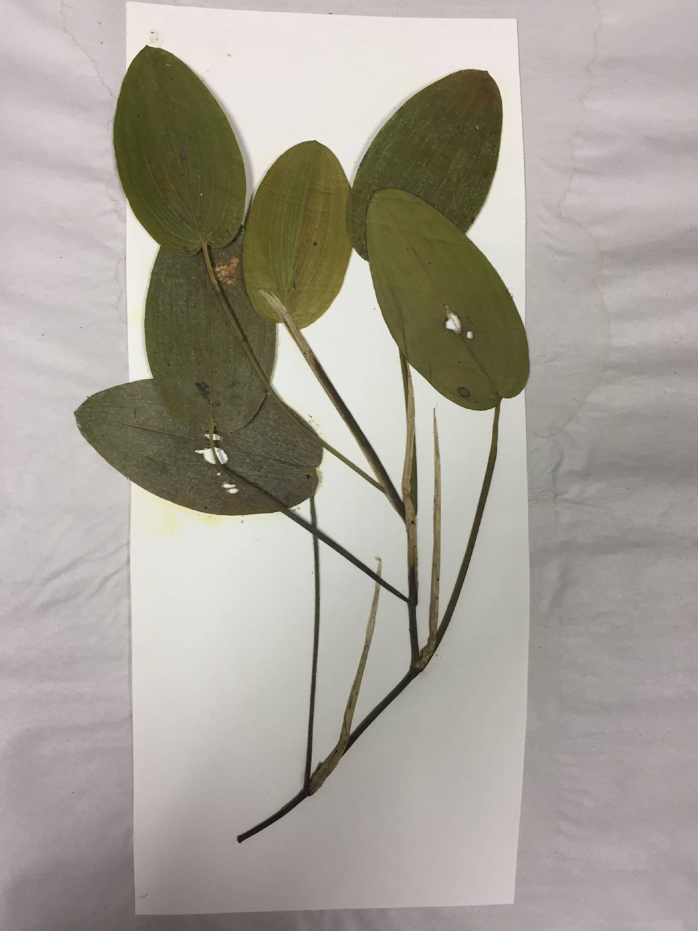 Potamogeton natans image