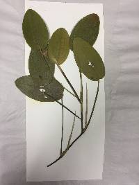 Potamogeton natans image