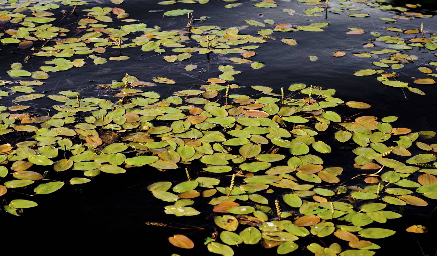 Potamogeton natans image