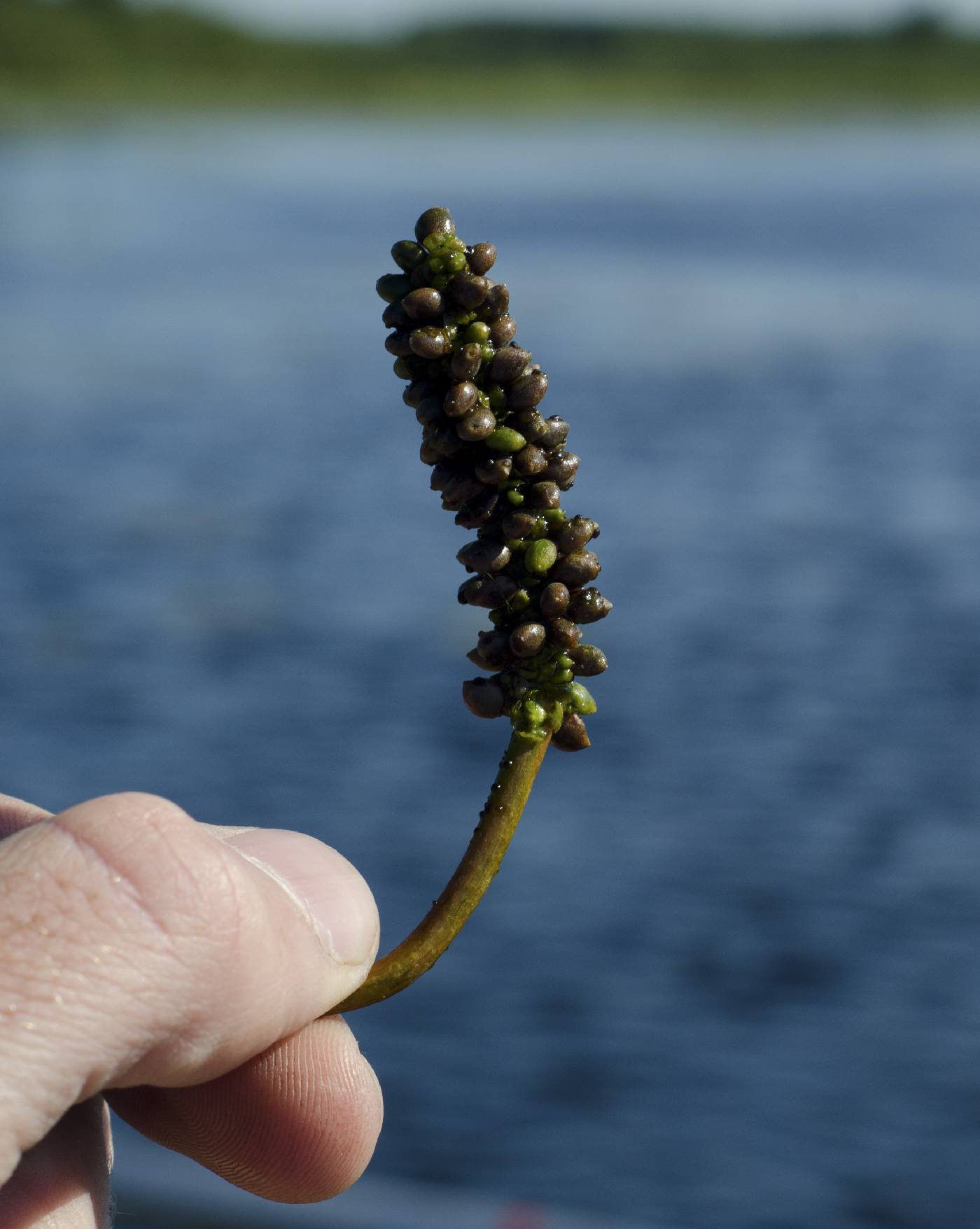 Potamogeton natans image