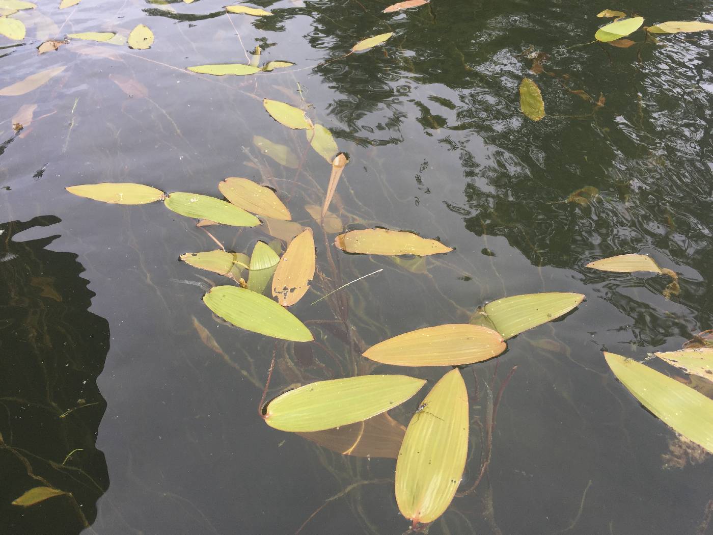 Potamogeton natans image