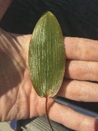 Potamogeton natans image