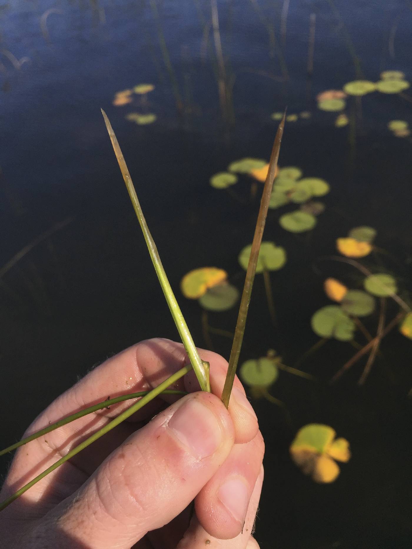 Potamogeton natans image