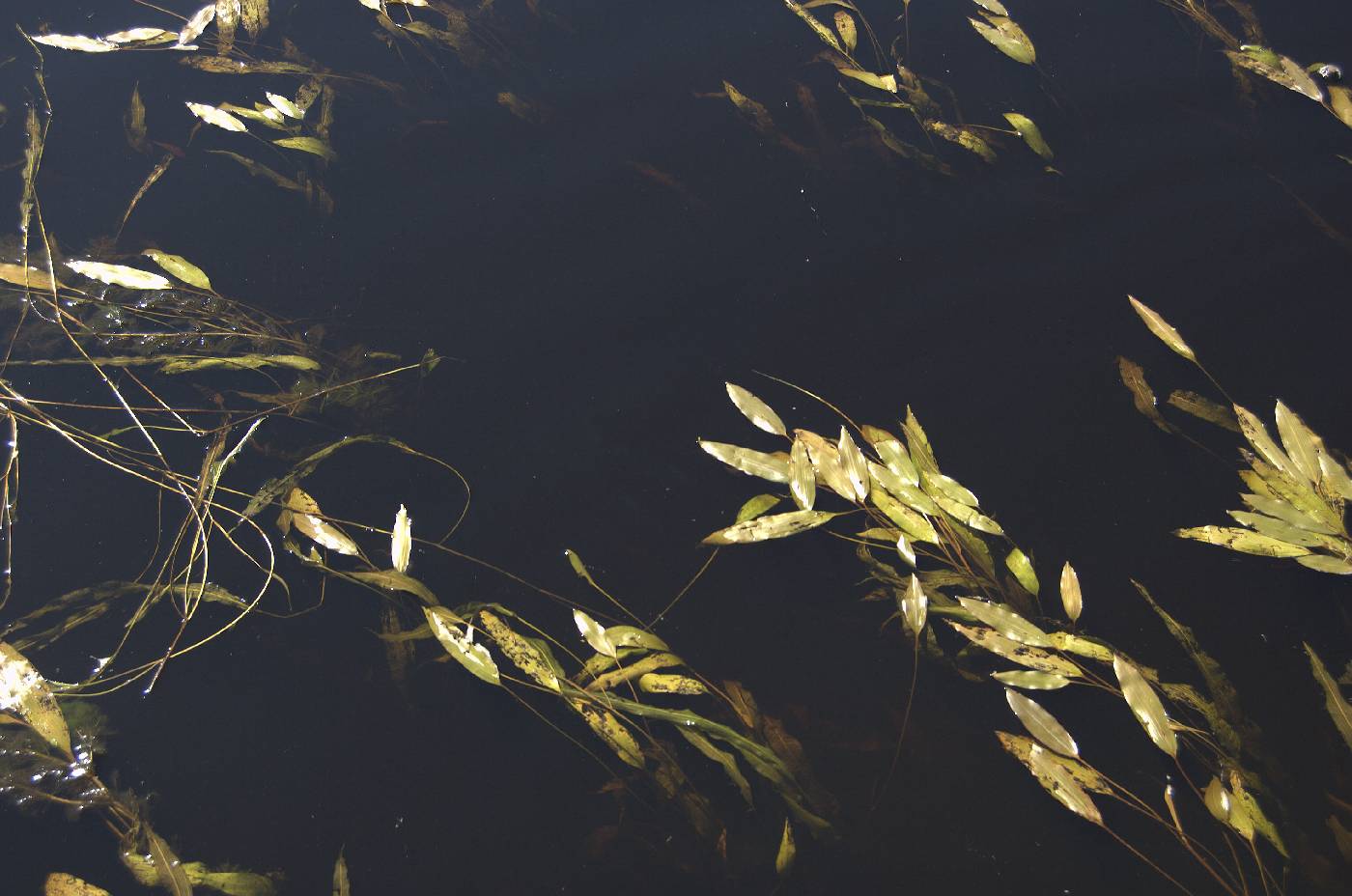 Potamogeton nodosus image