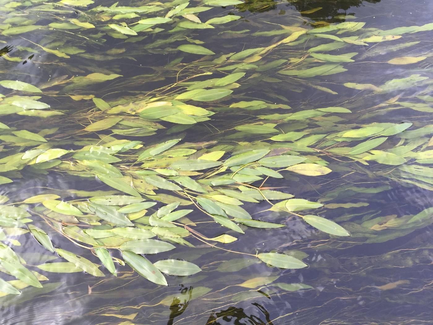 Potamogeton nodosus image