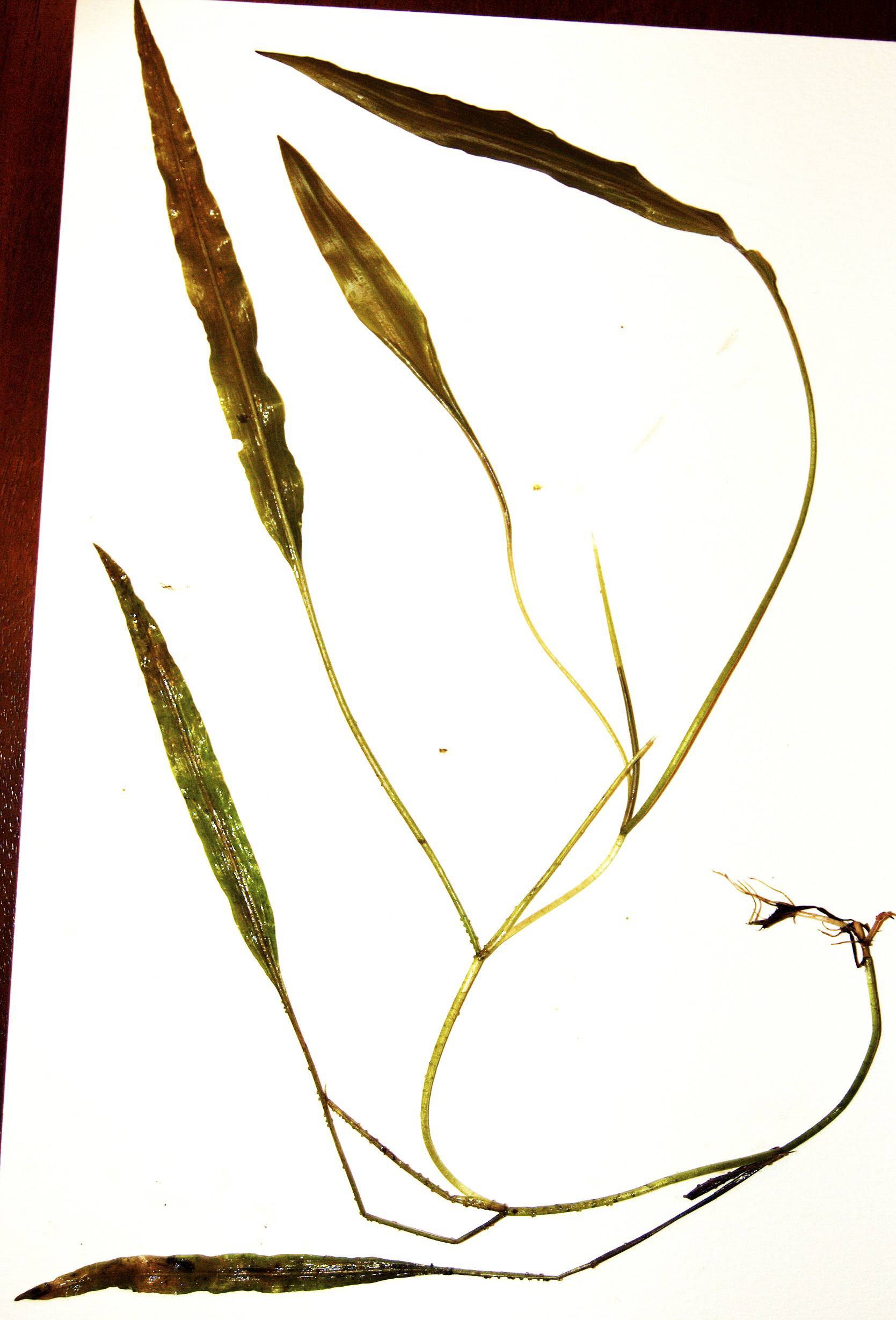 Potamogeton nodosus image