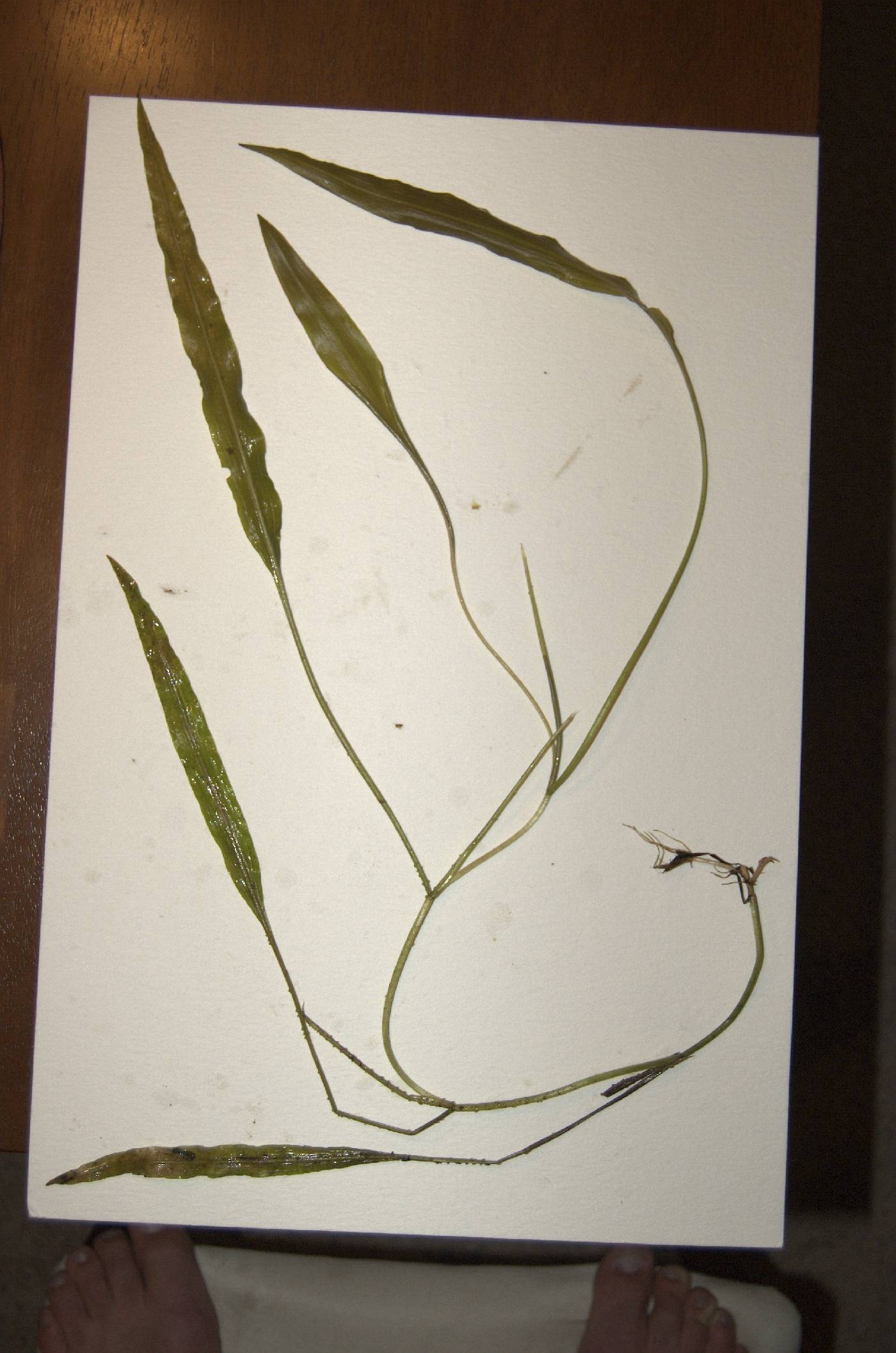Potamogeton nodosus image