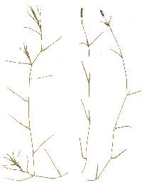 Potamogeton strictifolius image