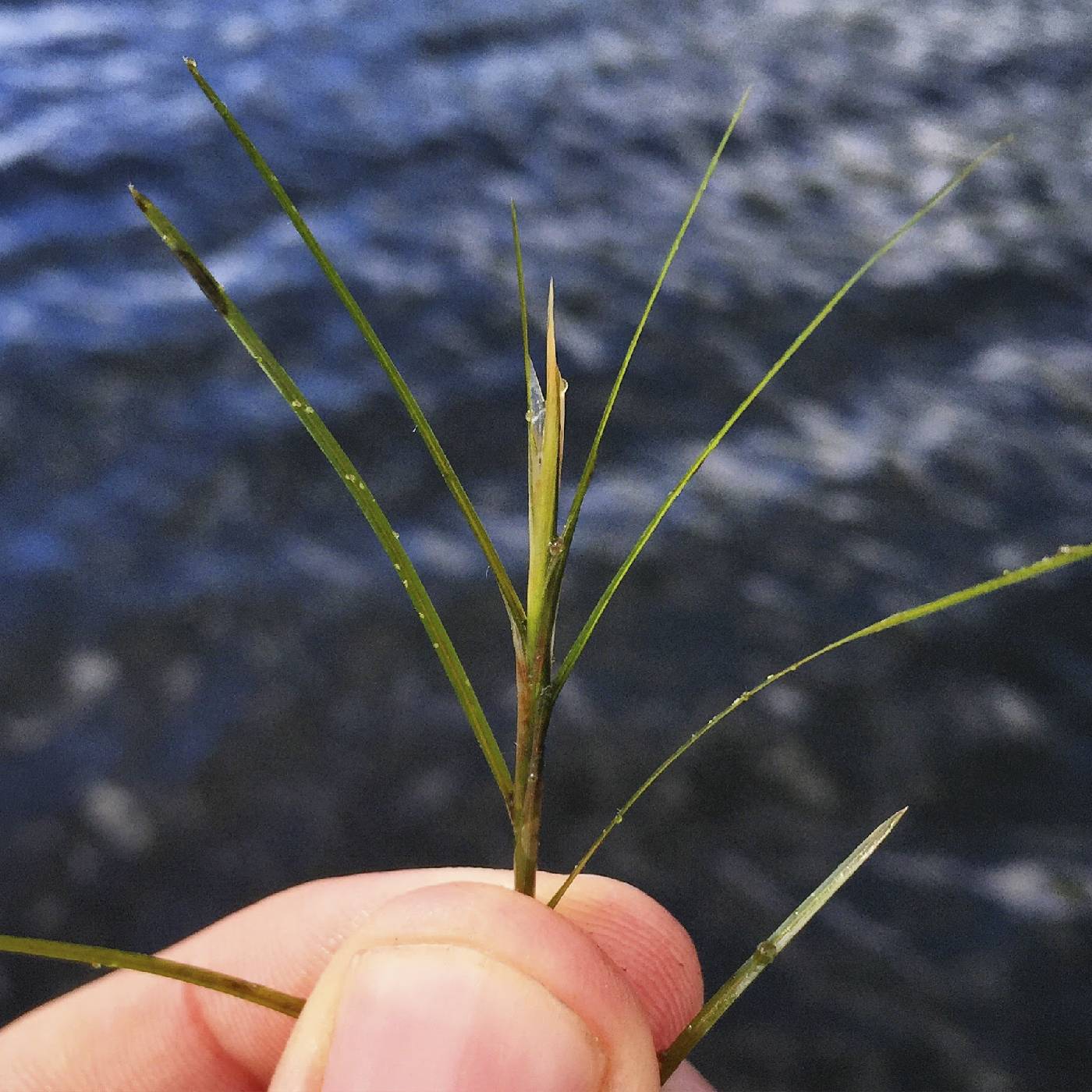 Potamogeton strictifolius image
