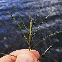 Potamogeton strictifolius image