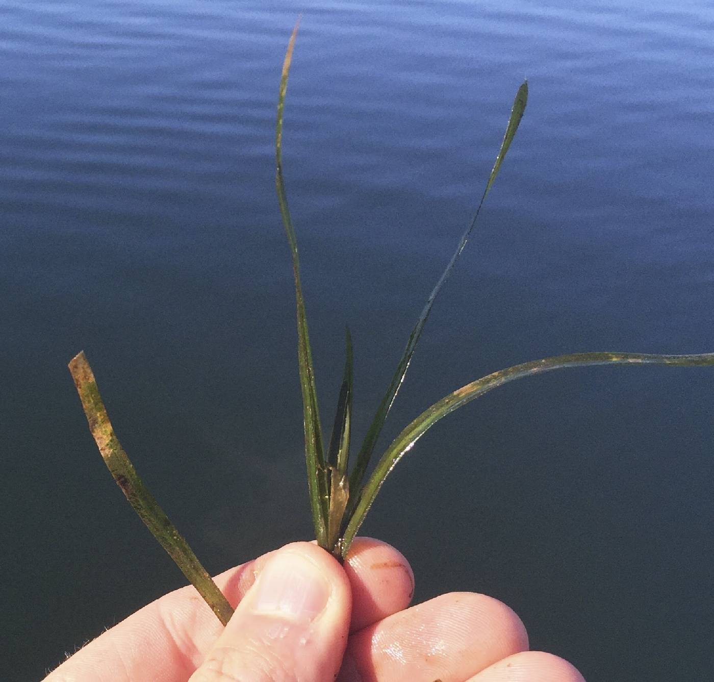Potamogeton zosteriformis image