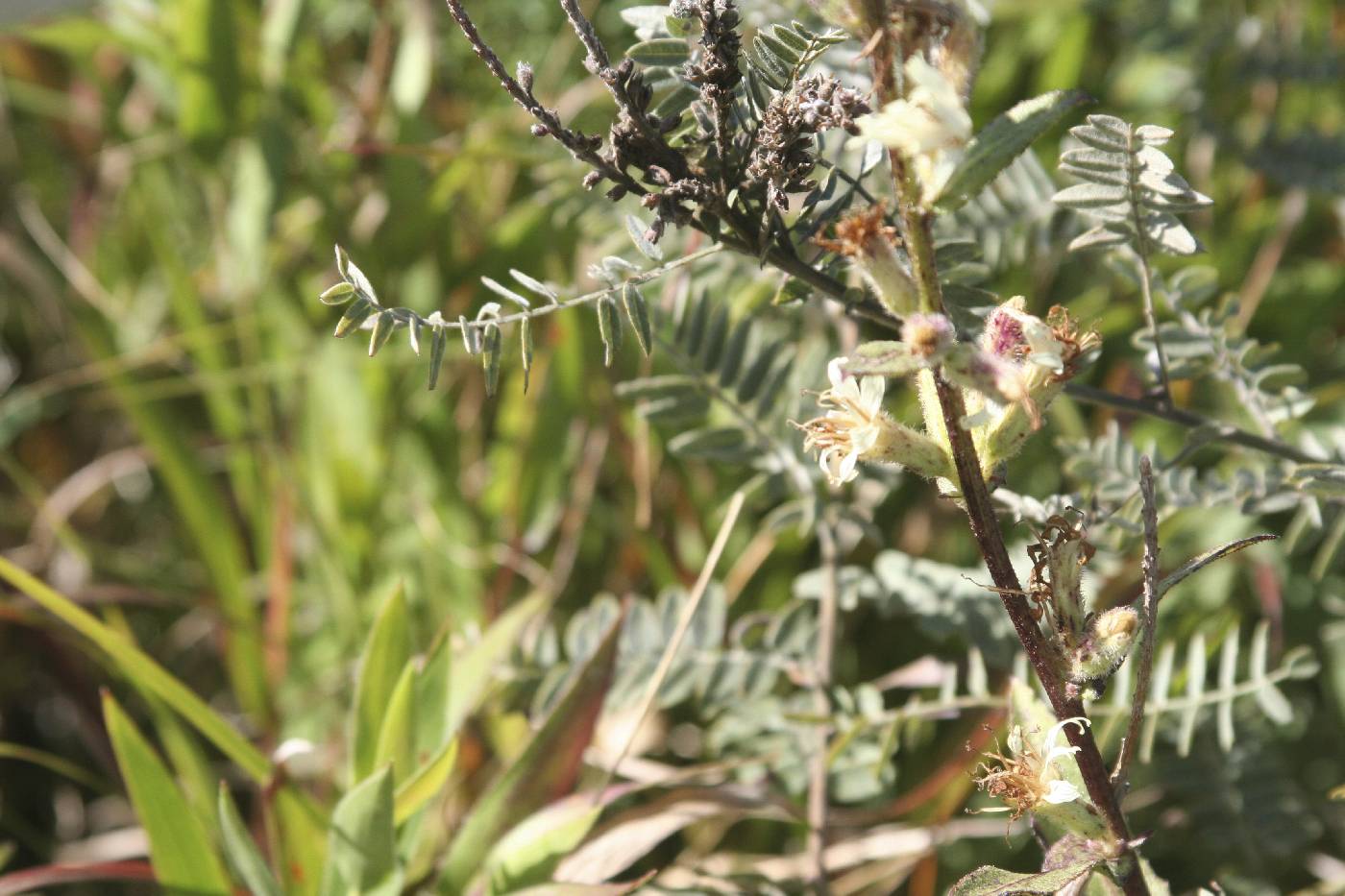 Prenanthes racemosa image
