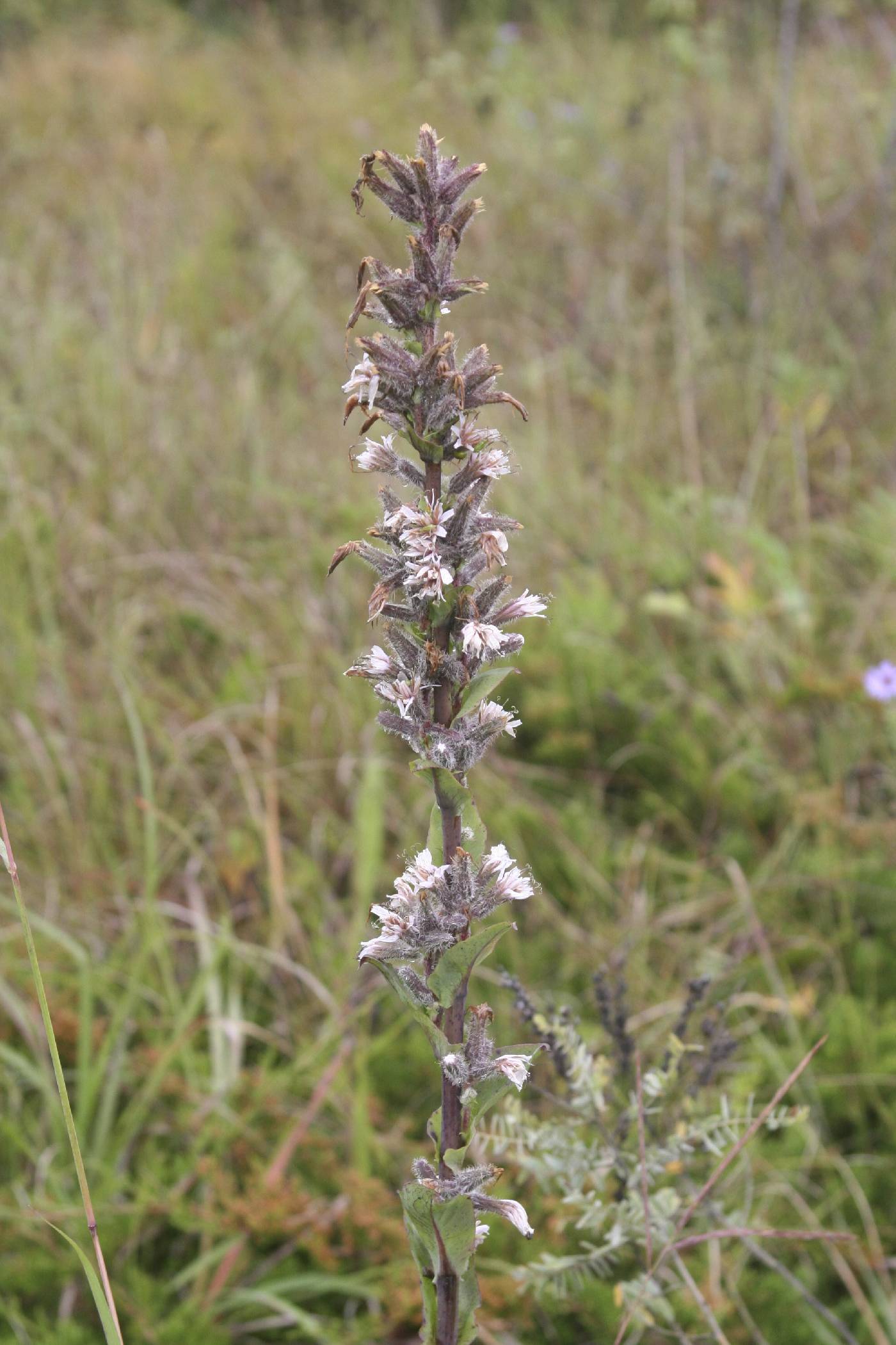 Prenanthes racemosa image