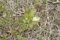 Image of Prunus virginiana