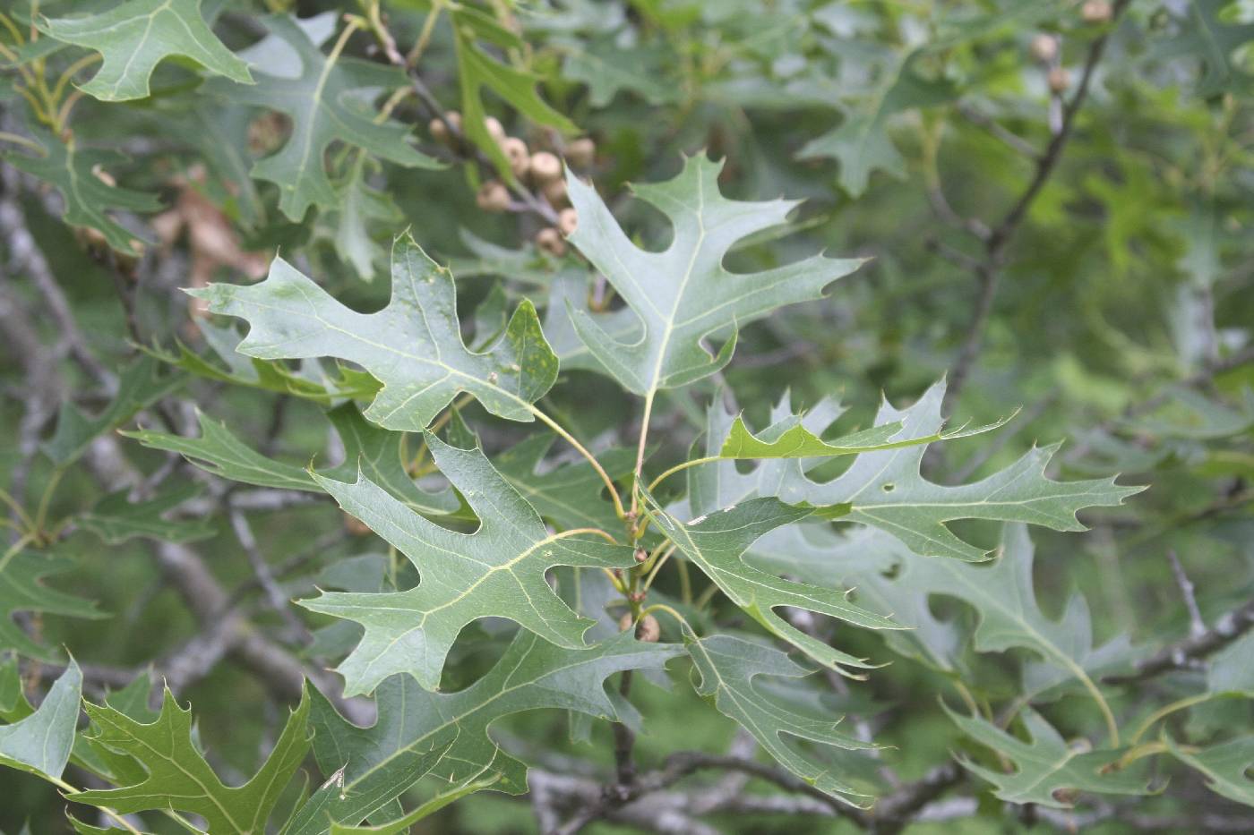 Quercus ellipsoidalis image