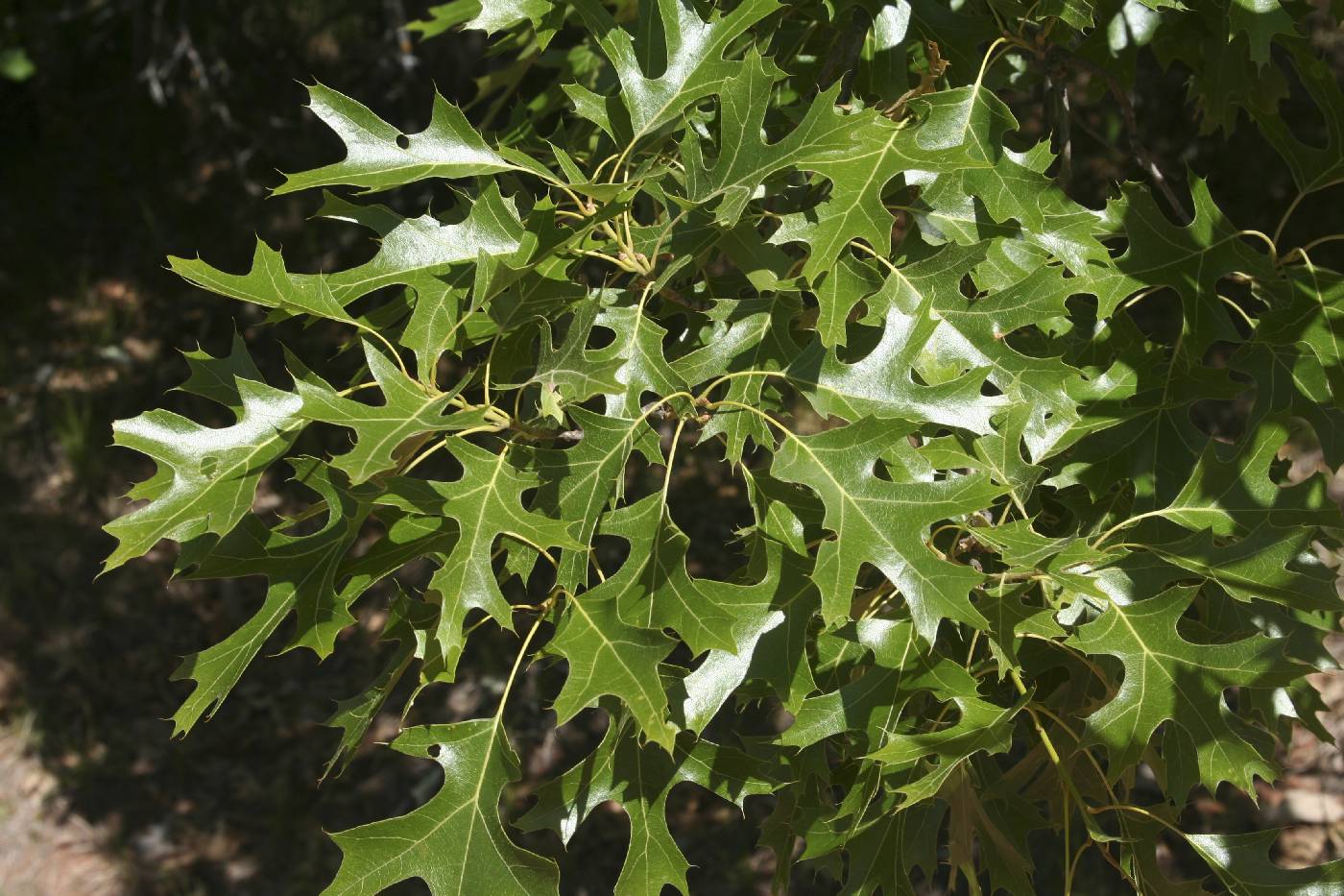 Quercus ellipsoidalis image