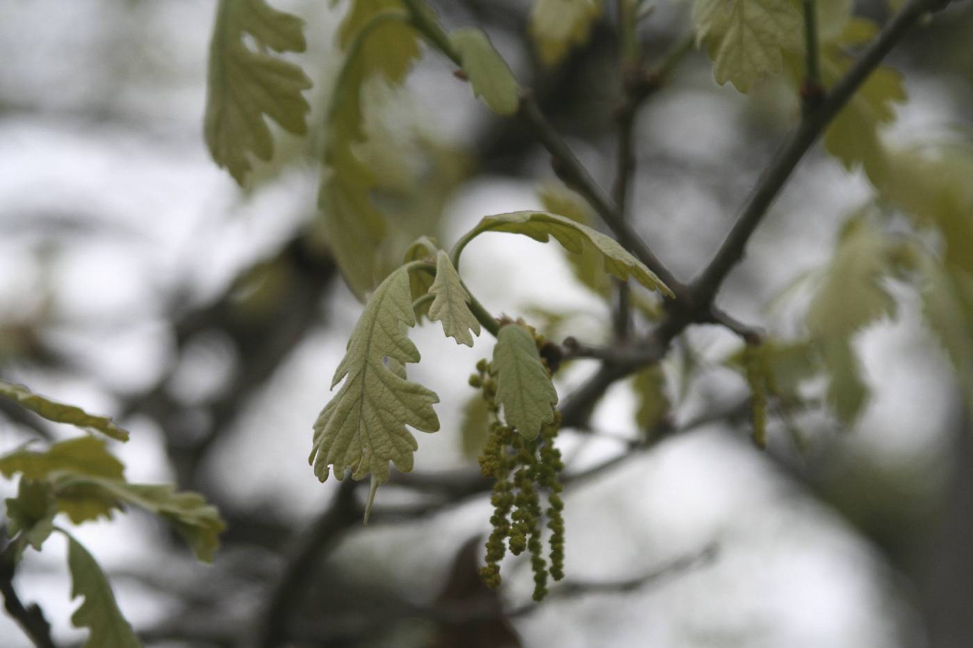 Quercus macrocarpa image