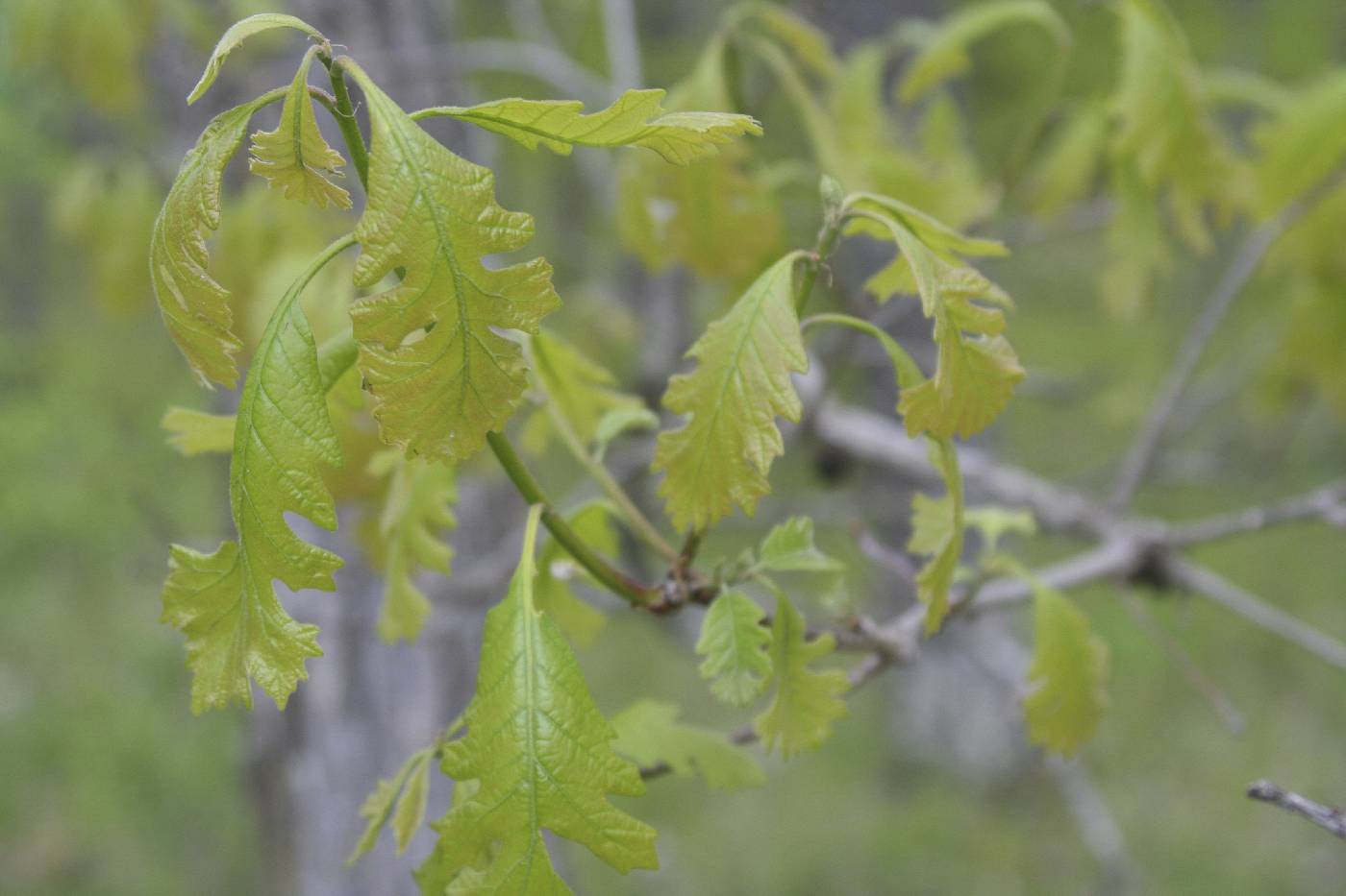 Quercus macrocarpa image