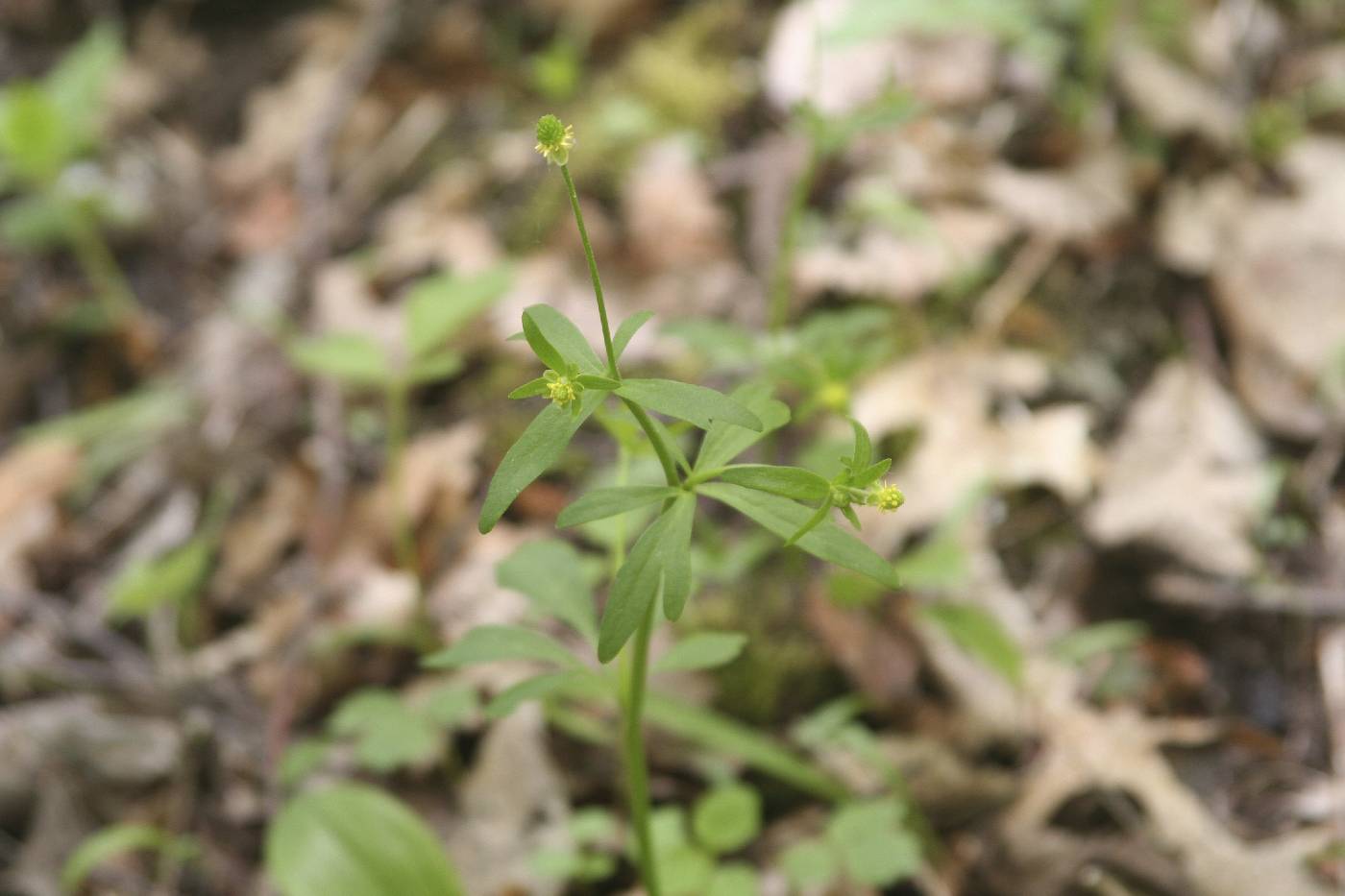 Ranunculus abortivus image