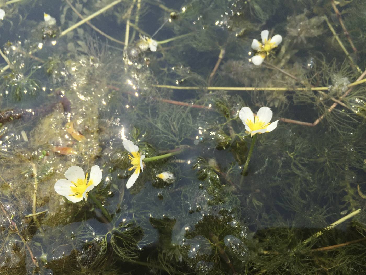 Ranunculus aquatilis image