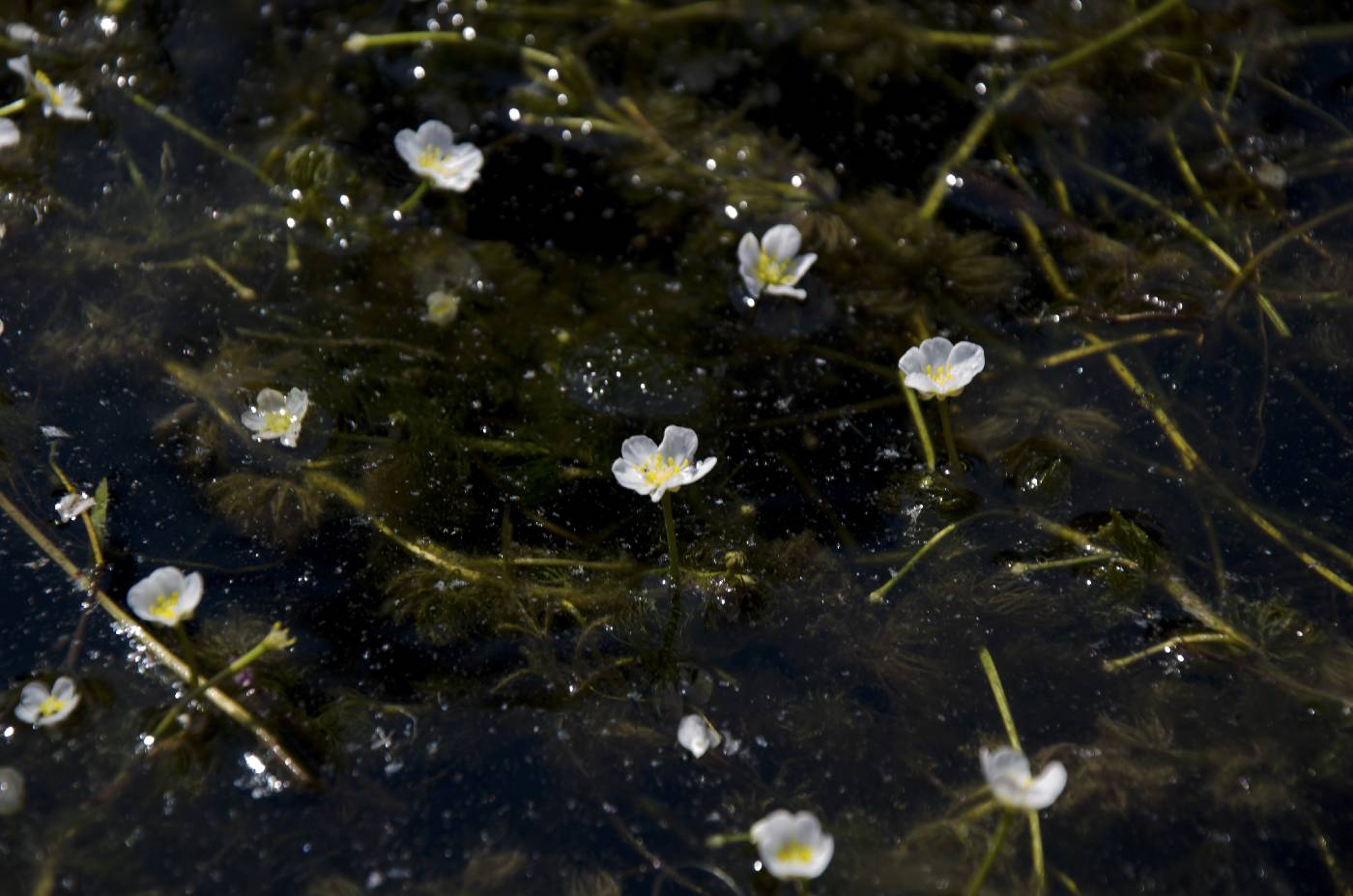 Ranunculus aquatilis image