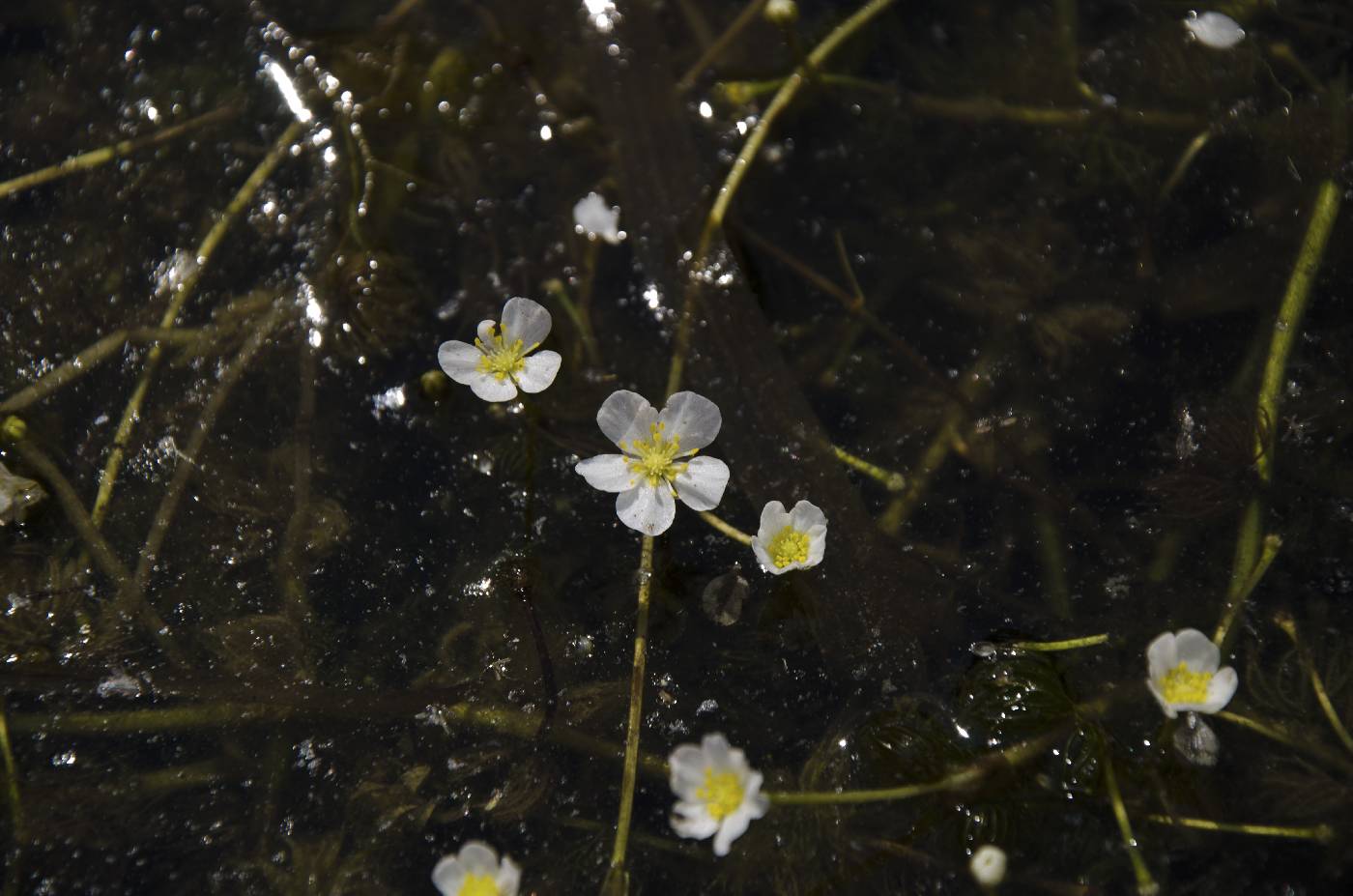 Ranunculus aquatilis image