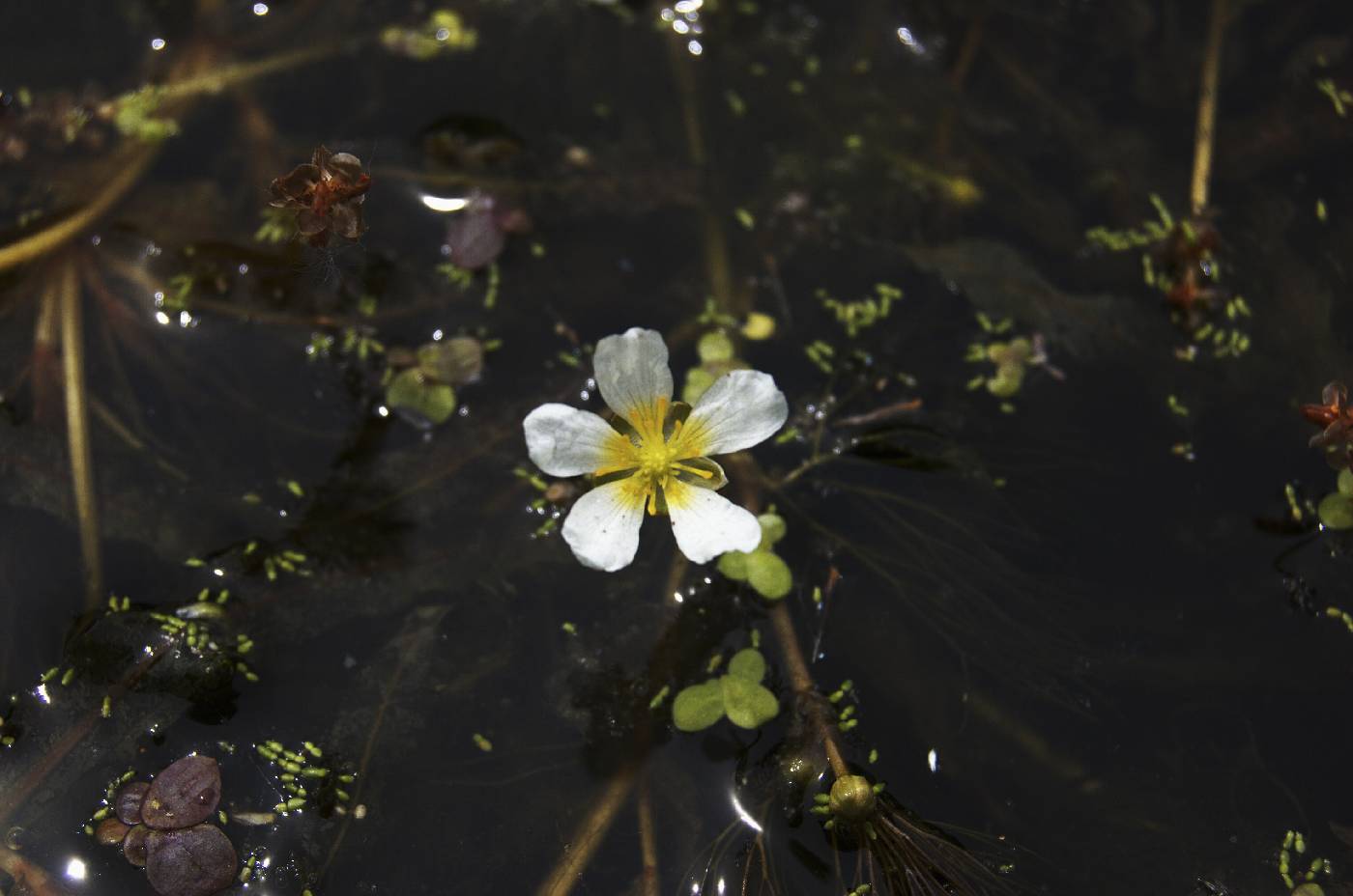 Ranunculus aquatilis image