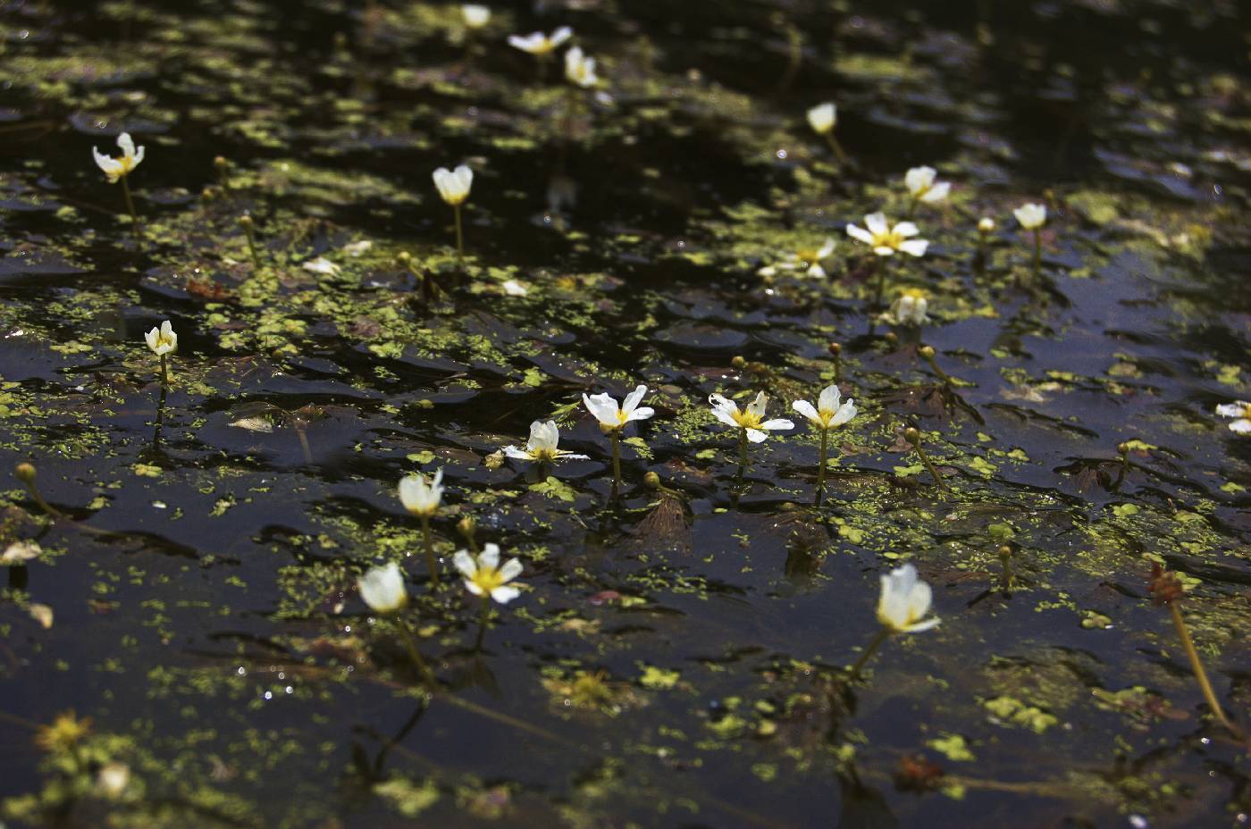 Ranunculus aquatilis image