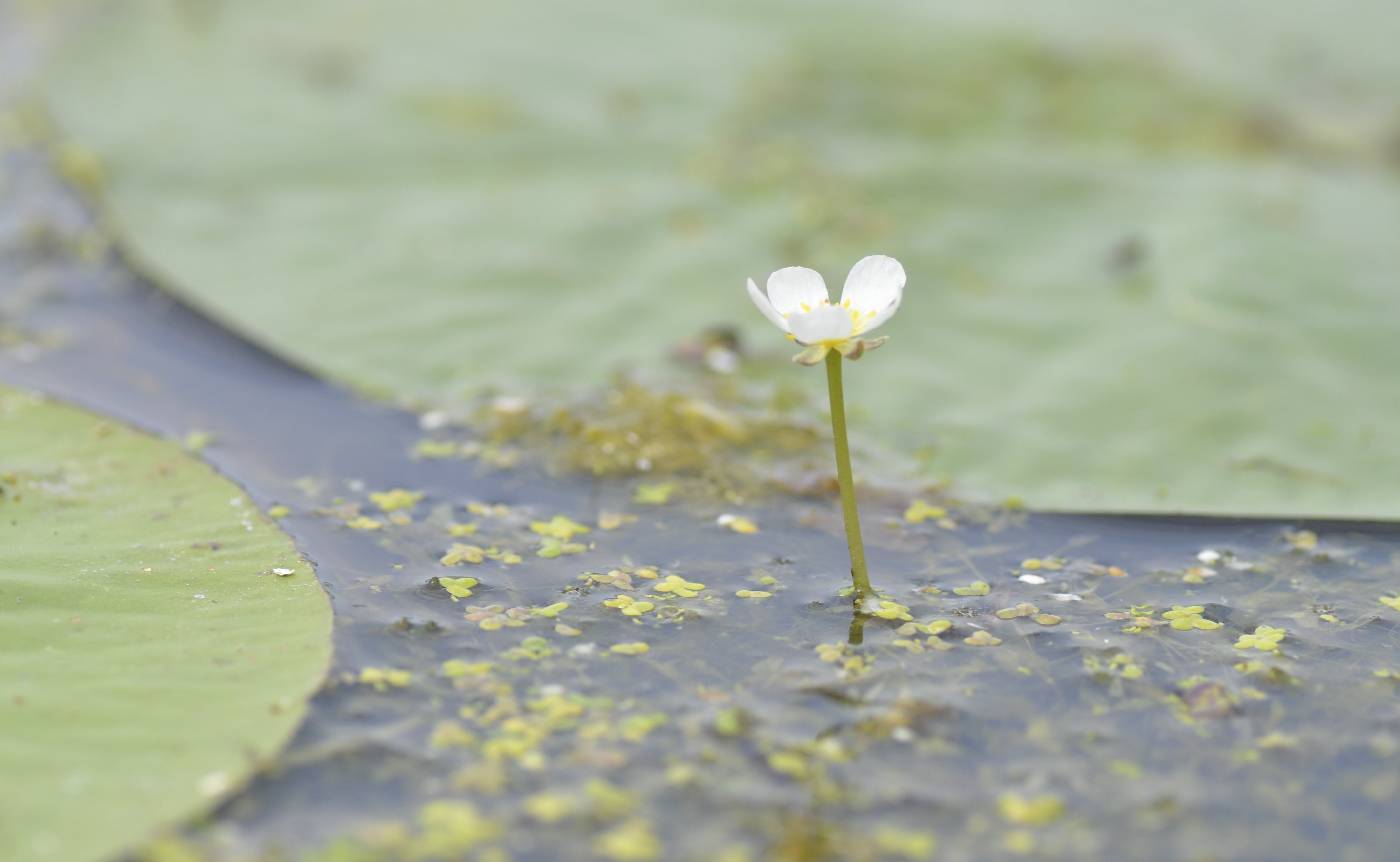 Ranunculus aquatilis image