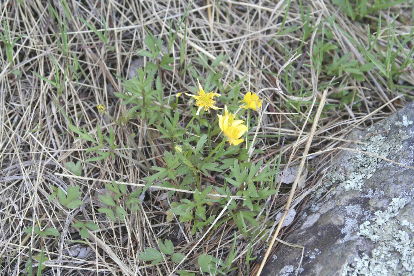 Ranunculus fascicularis image