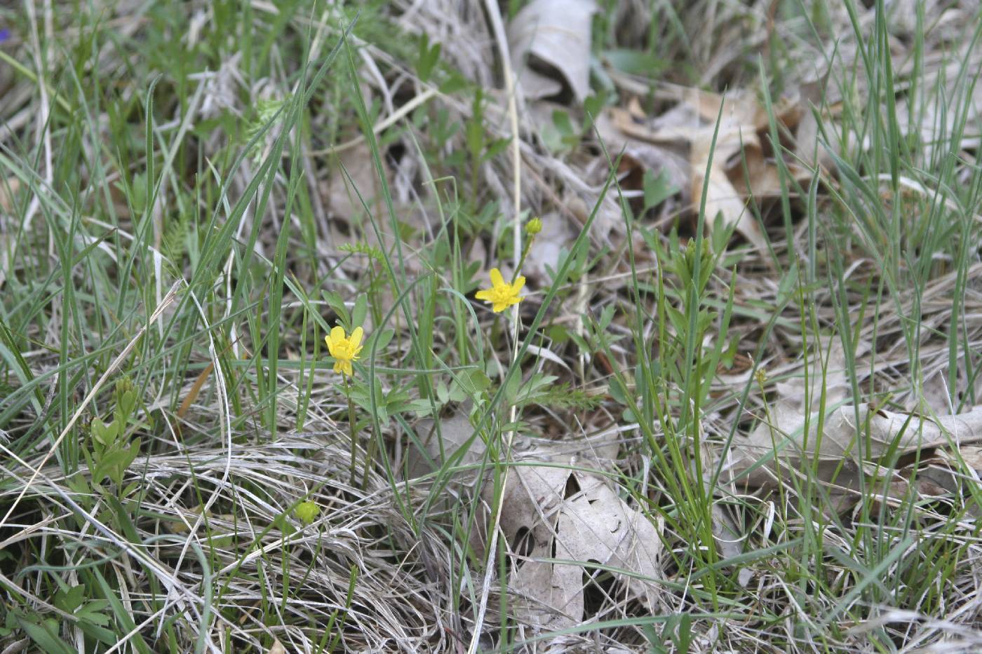 Ranunculus fascicularis image