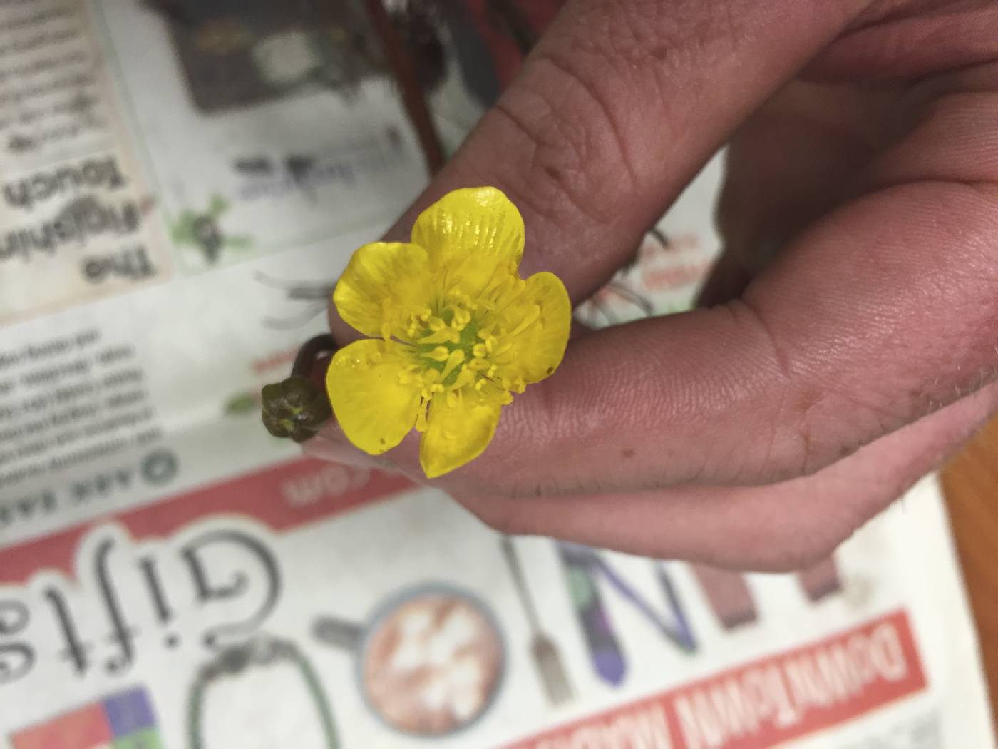 Ranunculus fascicularis image
