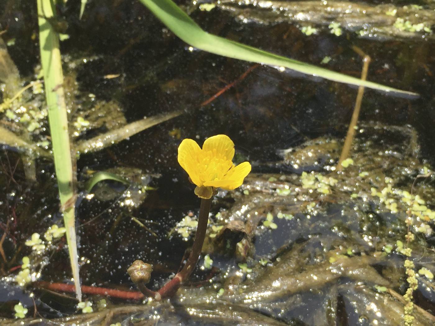 Ranunculus fascicularis image