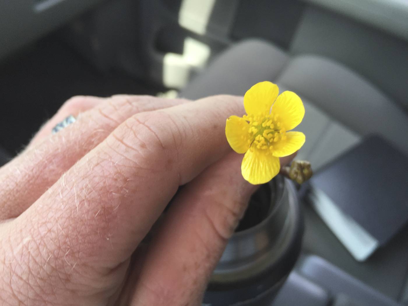 Ranunculus fascicularis image
