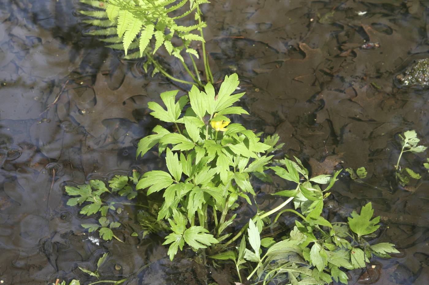 Ranunculus hispidus image