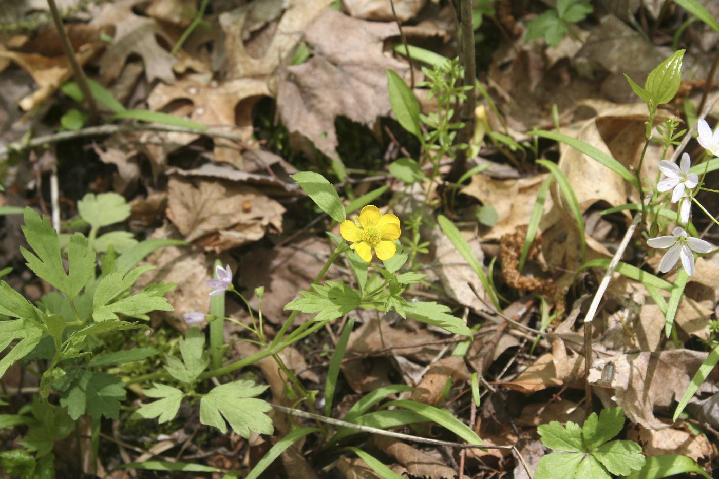 Ranunculus hispidus image