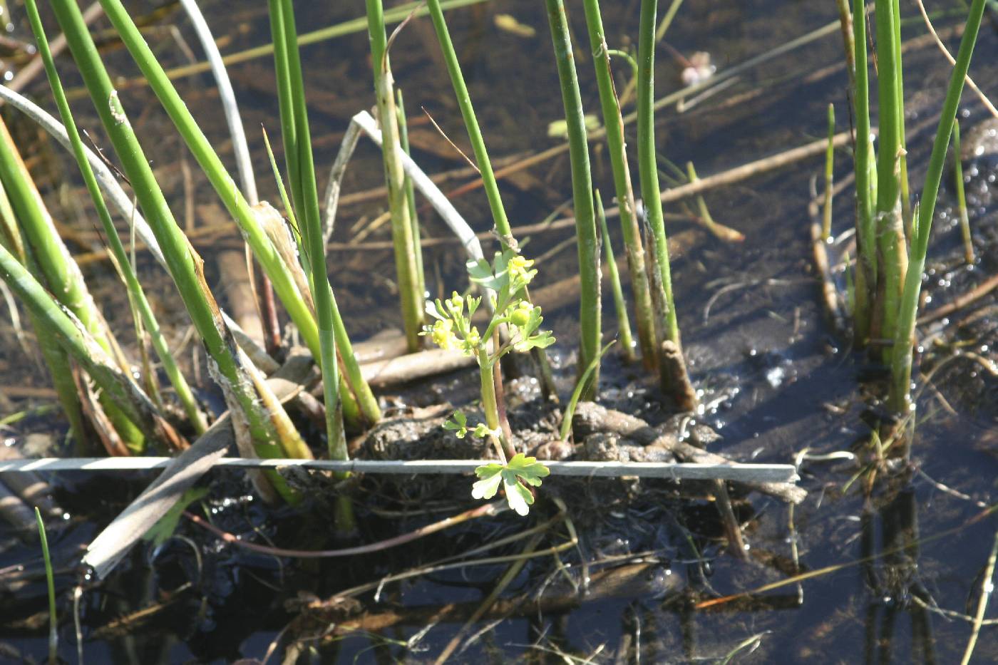 Ranunculus sceleratus image
