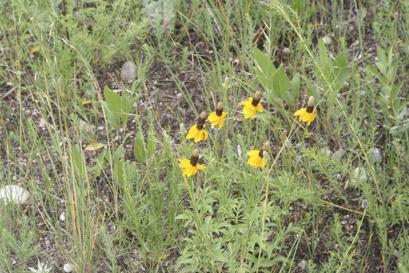 Ratibida columnifera image