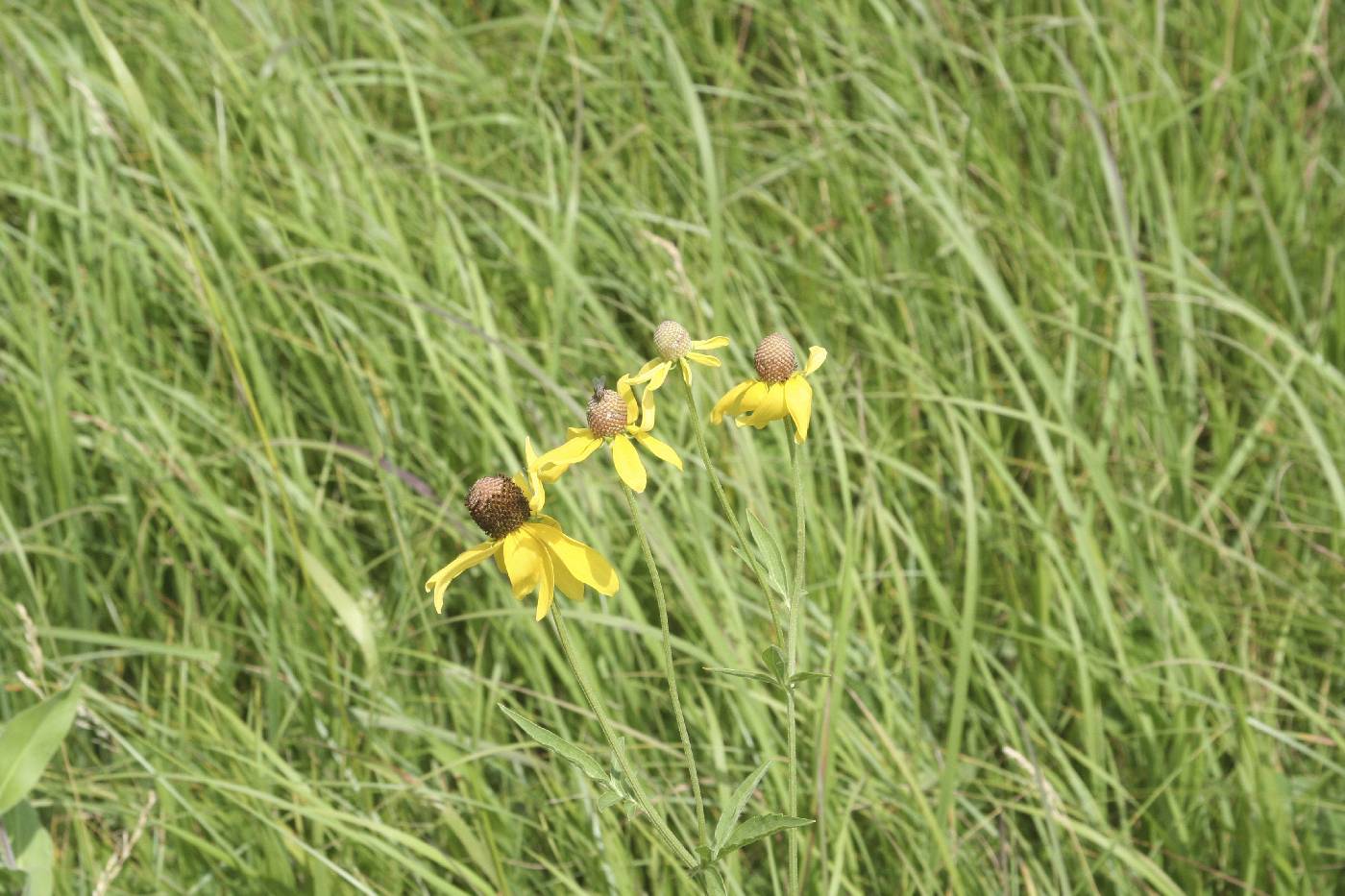 Ratibida pinnata image