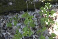 Rhamnus cathartica image