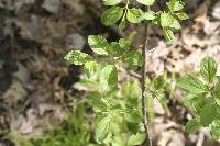 Rhamnus cathartica image