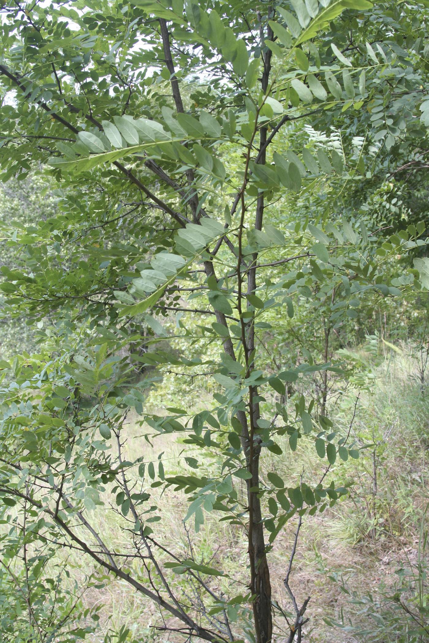 Robinia pseudoacacia image