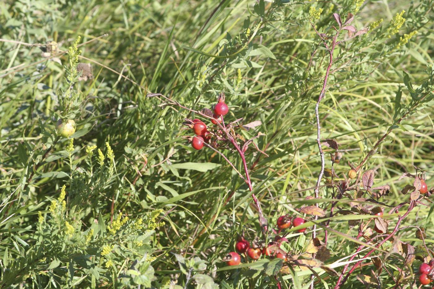 Rosa arkansana image