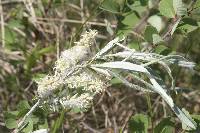 Salix candida image